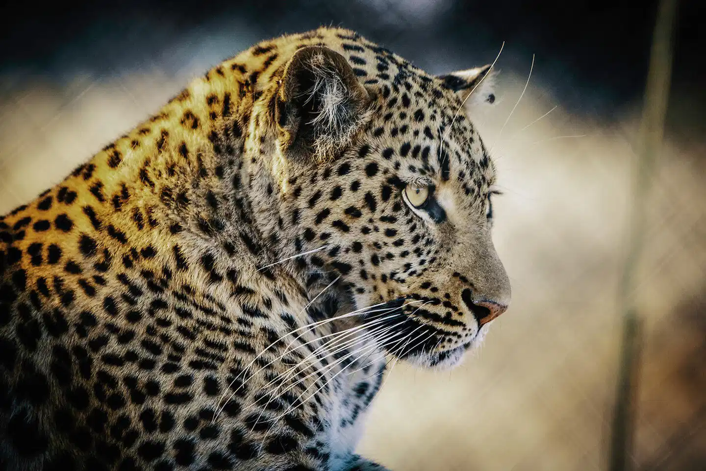 Kontrastreiches Namibia Tiere