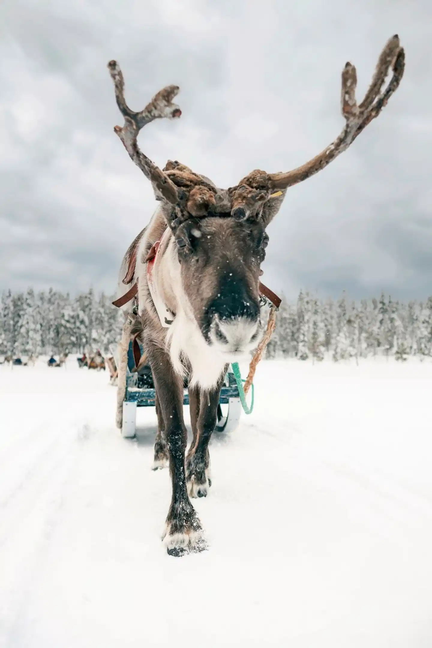 Winter-Faszination Finnland Tiere