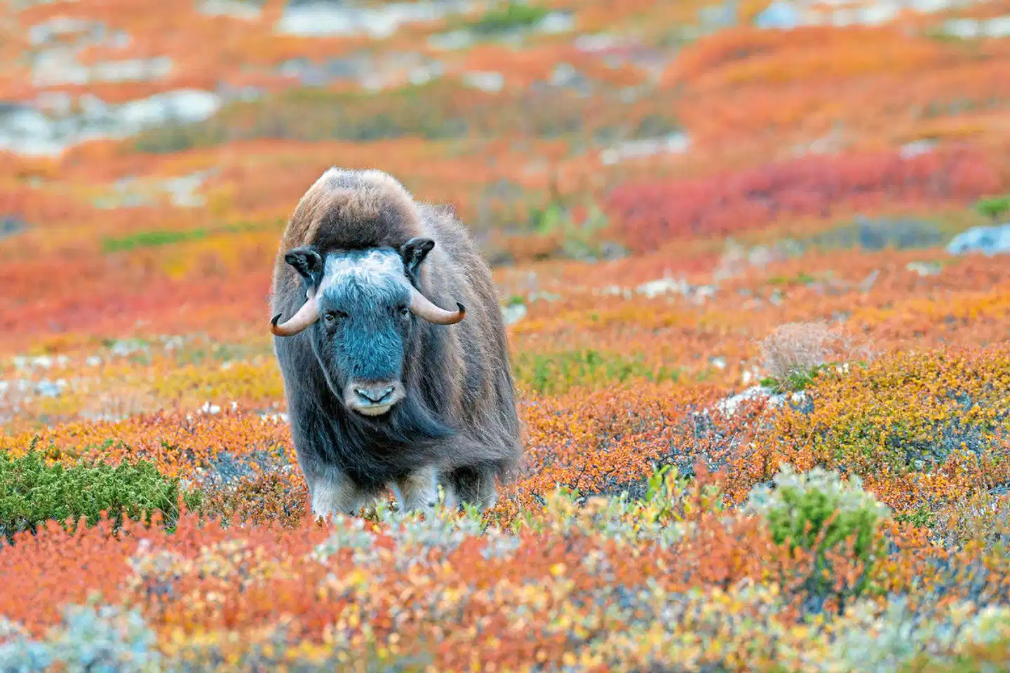 Traumhaftes Fjell-und Fjordnorwegen Tiere