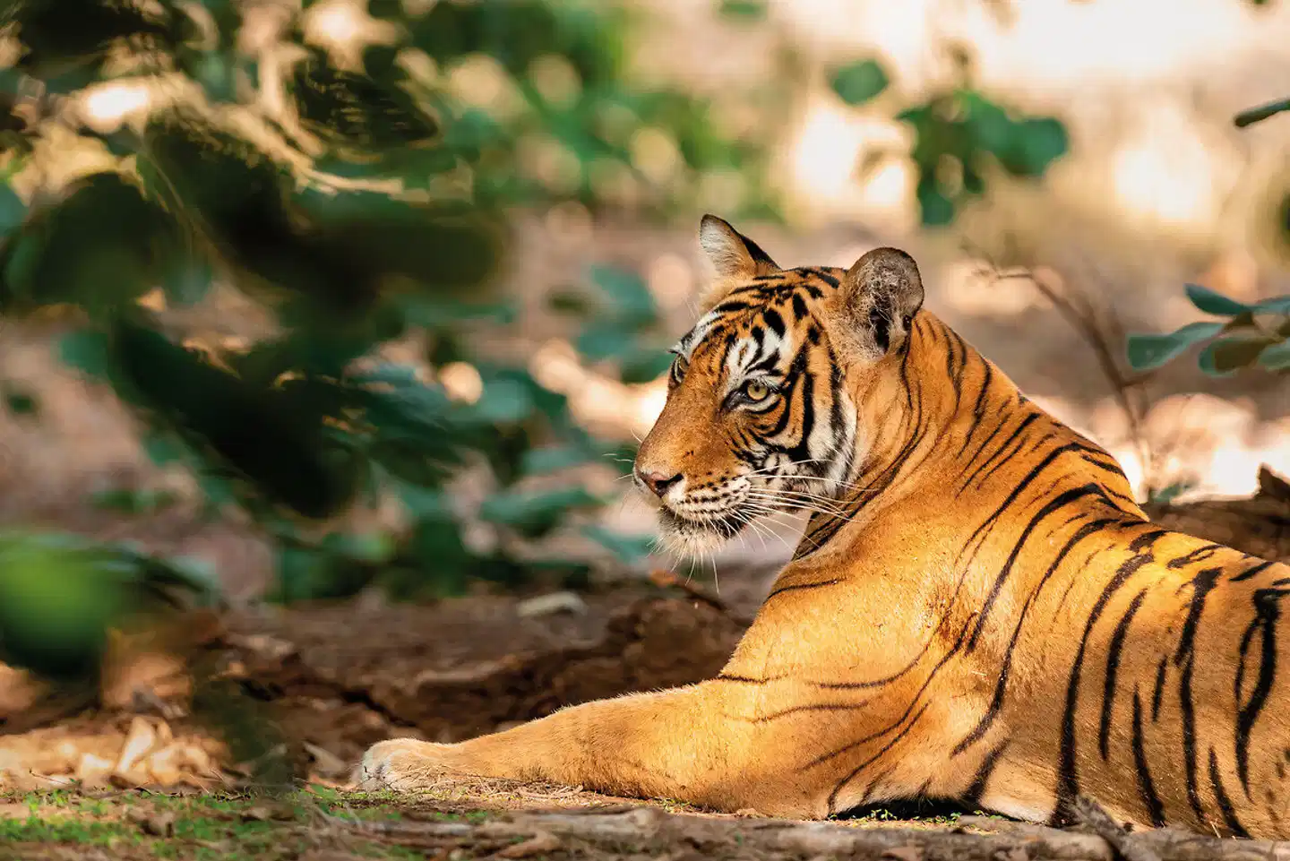 Das Goldene Dreieck Indiens - Kultur & Wildlife Tiere