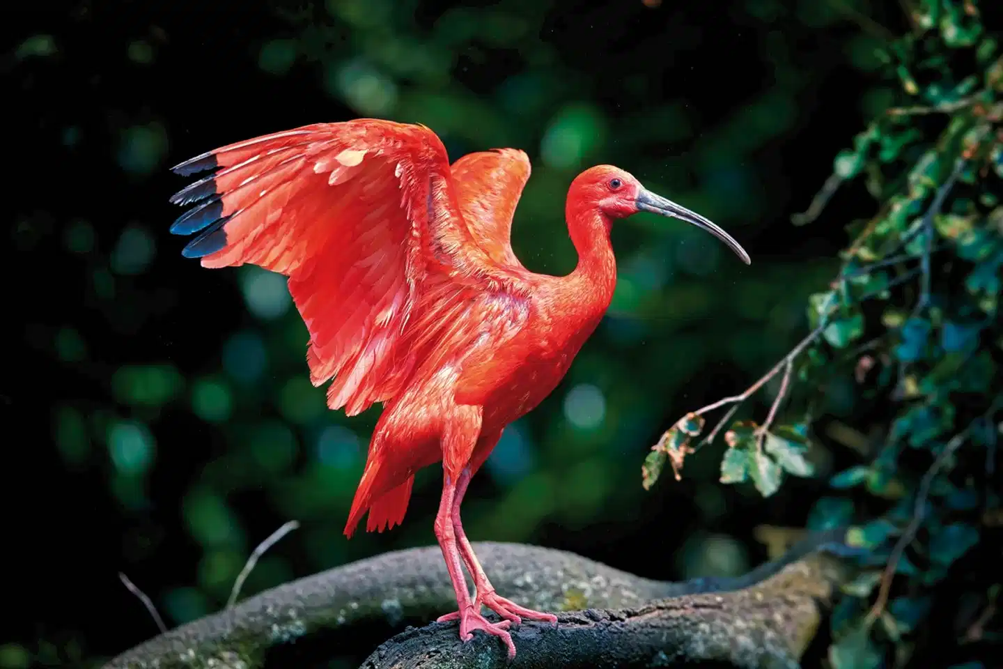 Trinidad Entdecken Tiere