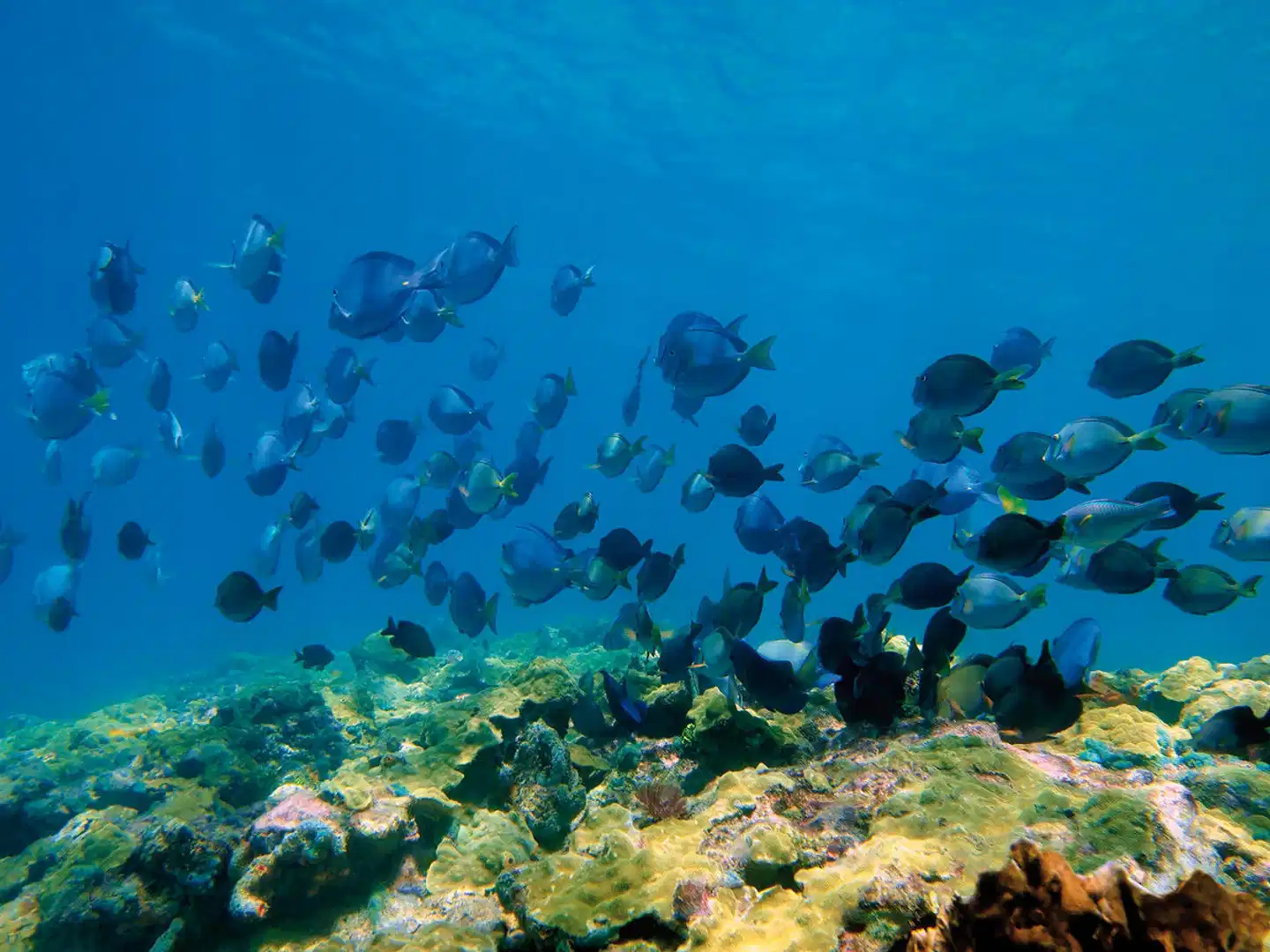 Nationalpark Cahuita Tiere