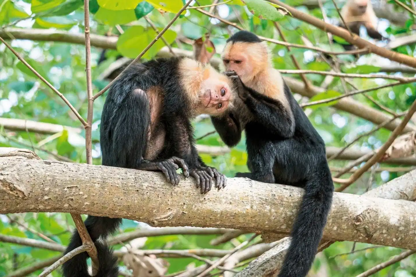 Nationalpark Cahuita Tiere