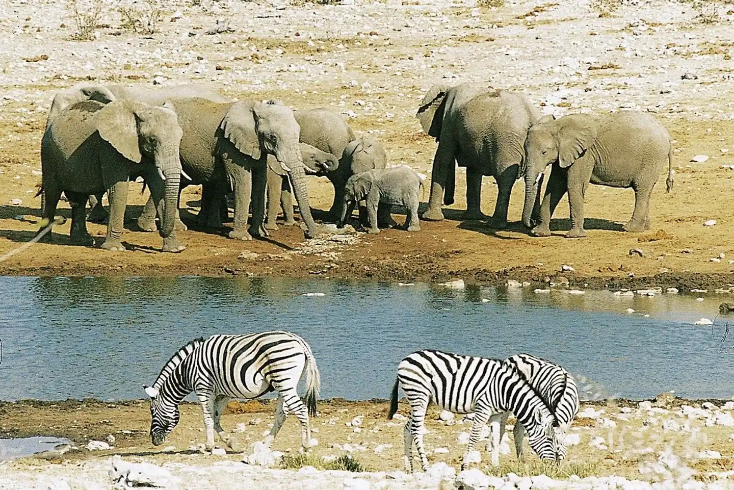 Namibia Classic für Selbstfahrer Tiere