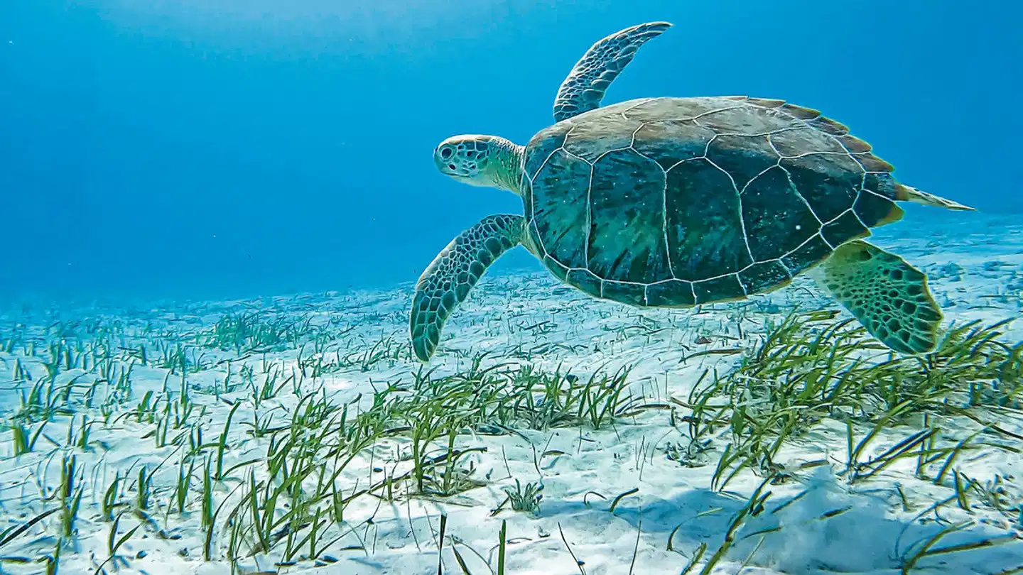 Inselparadiese der Bahamas Tiere