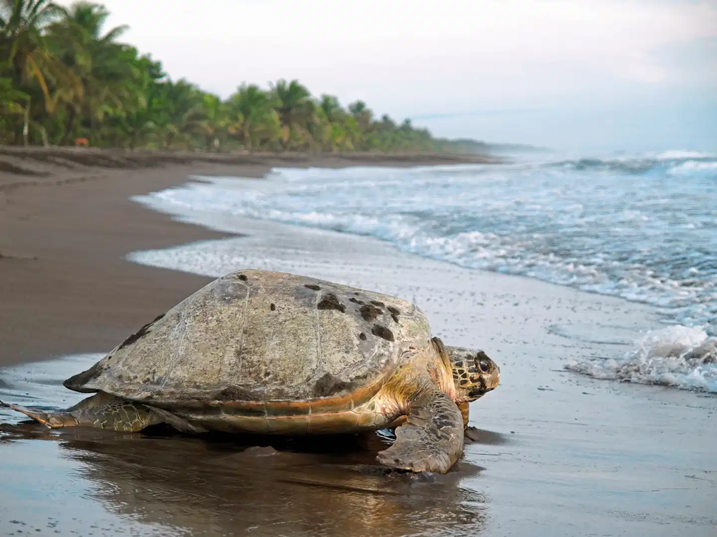 Dschungelerlebnis Tortuguero Landschaft