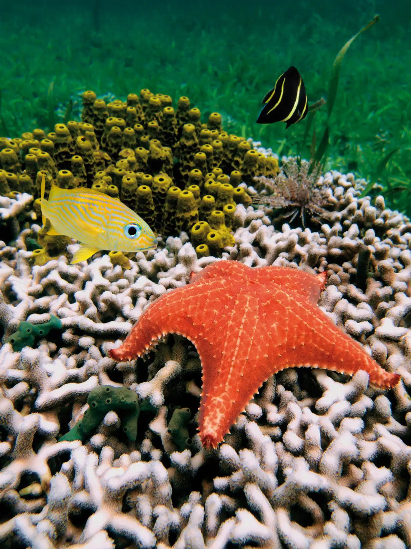 Nationalpark Cahuita Tiere