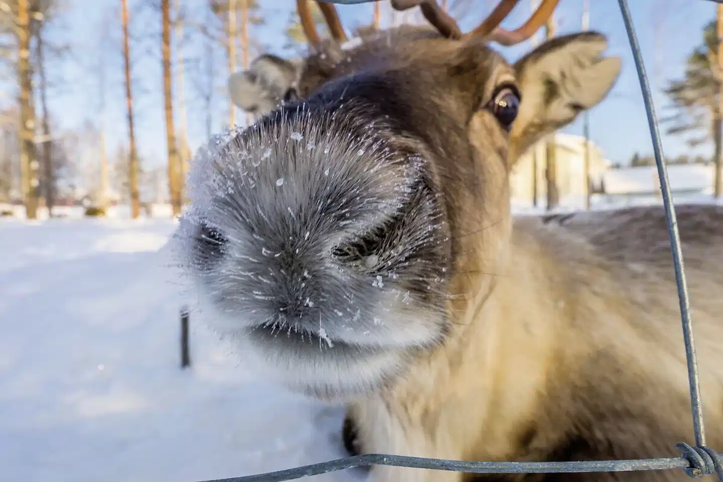 Polarkreismetropole Rovaniemi Vaattunki Tiere