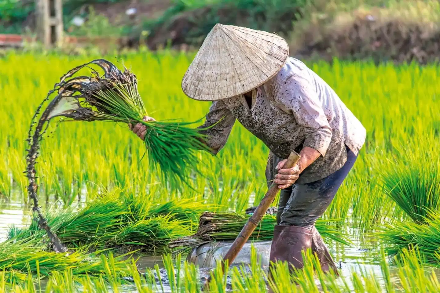 Vietnams Highlights erleben Tiere