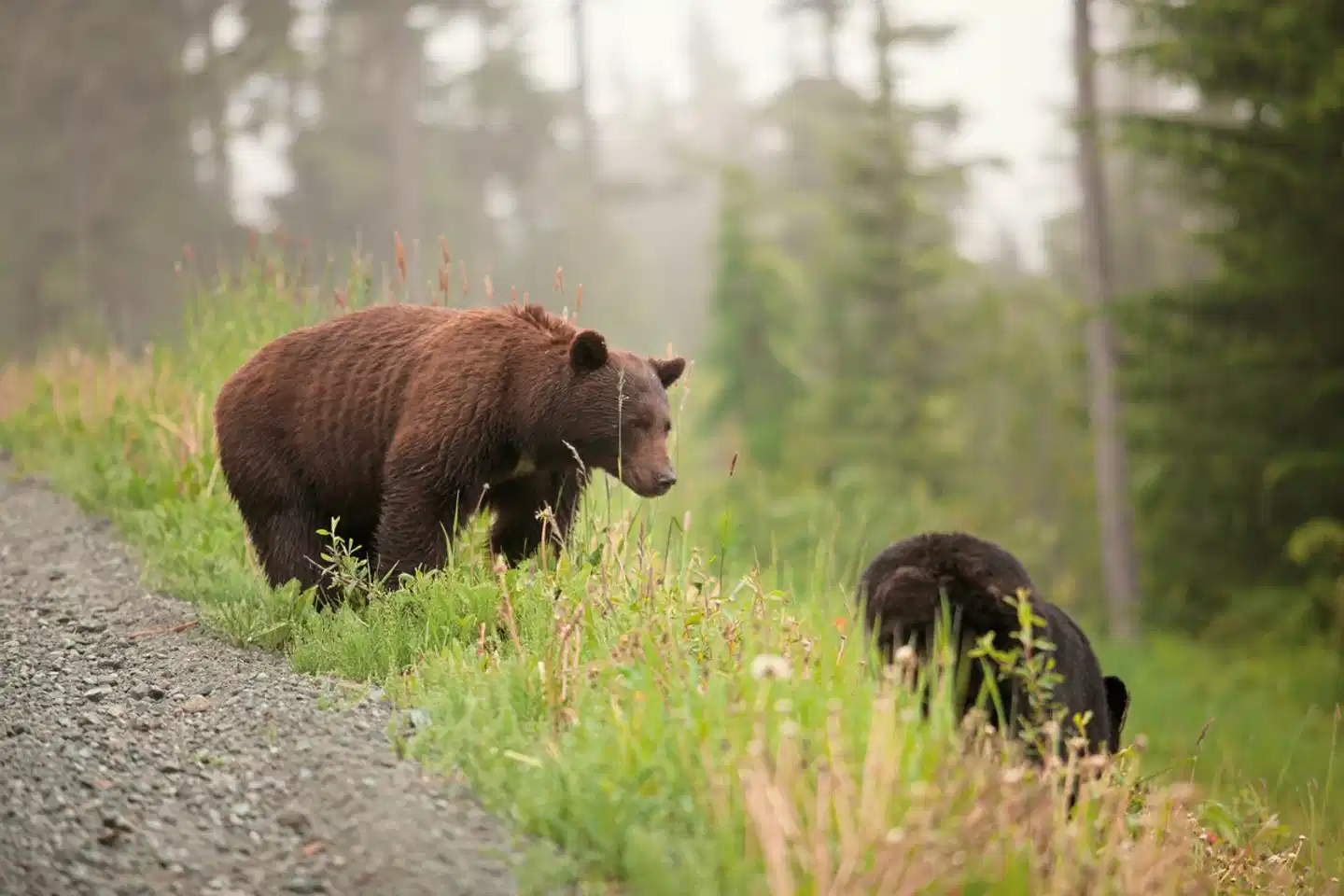 Familienurlaub in Westkanada Tiere
