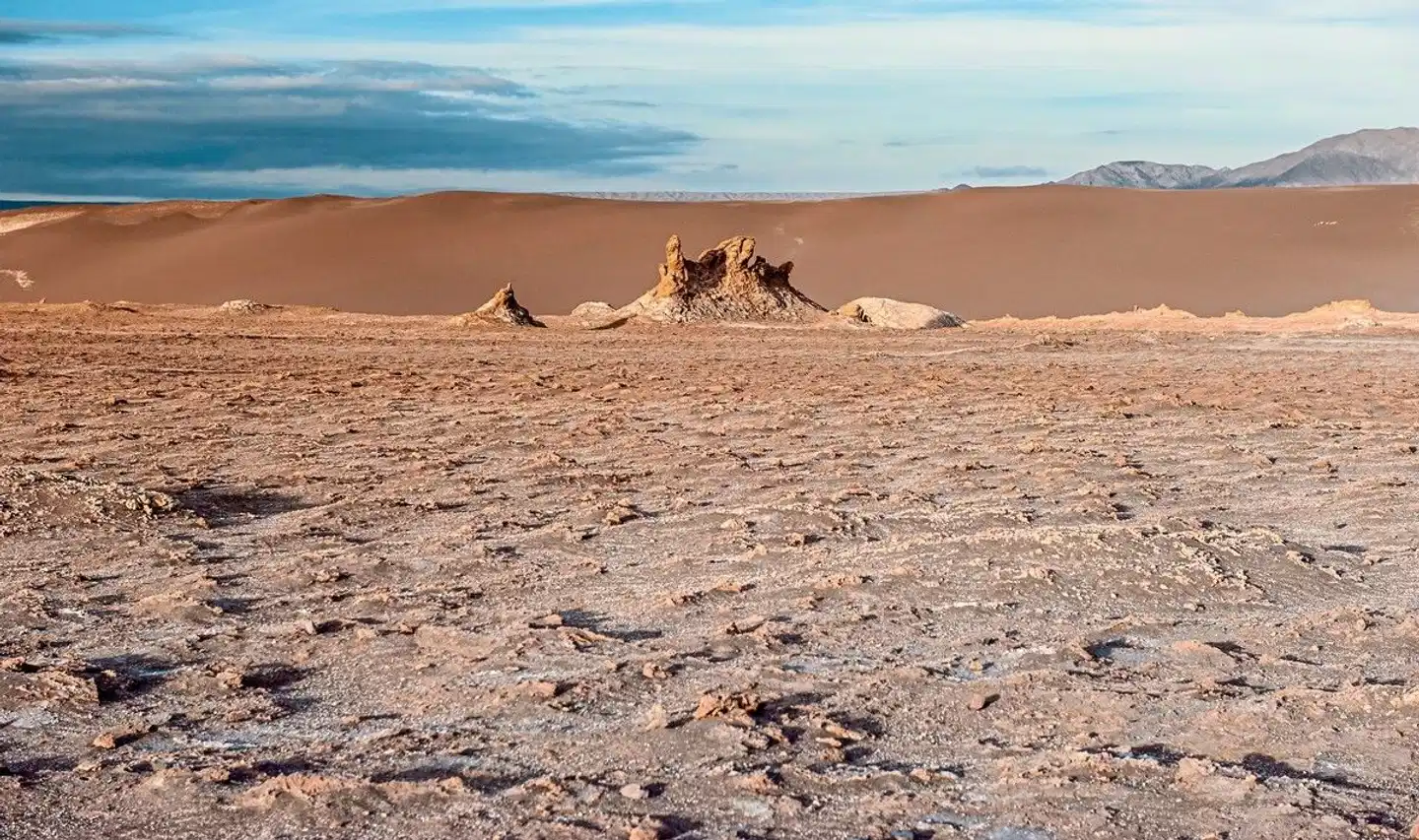 Höhepunkte Chiles Tiere