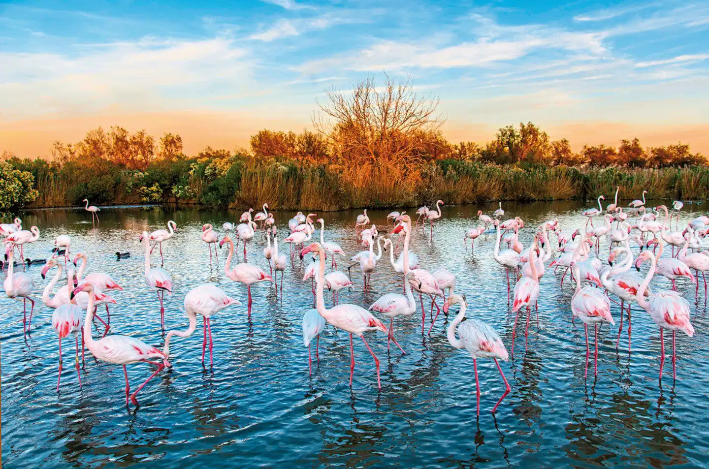 Höhepunkte der Provence Tiere
