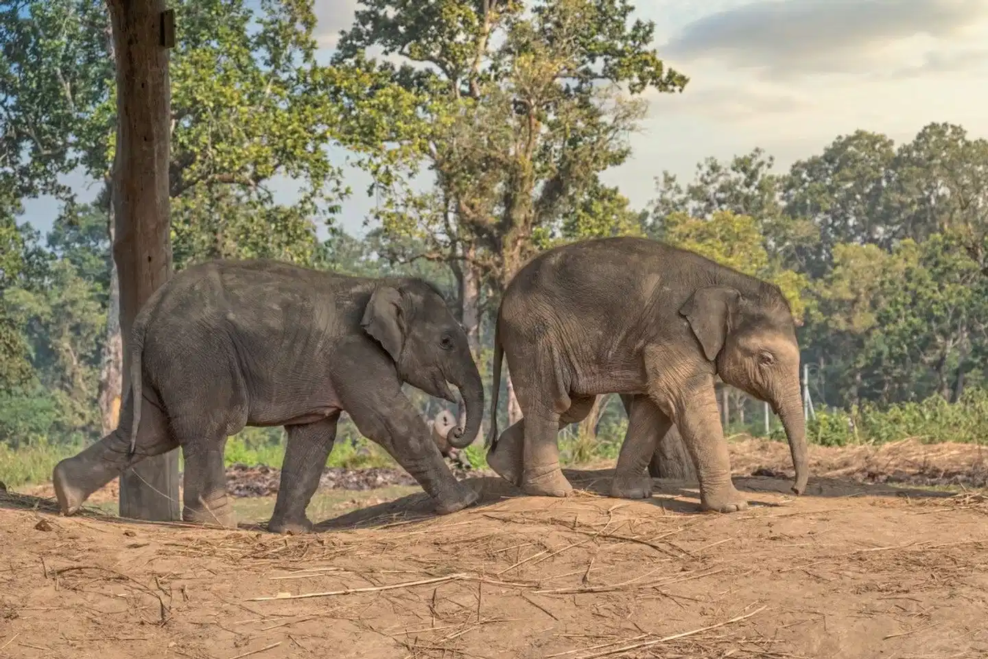 Nepals Highlights erwandern Tiere