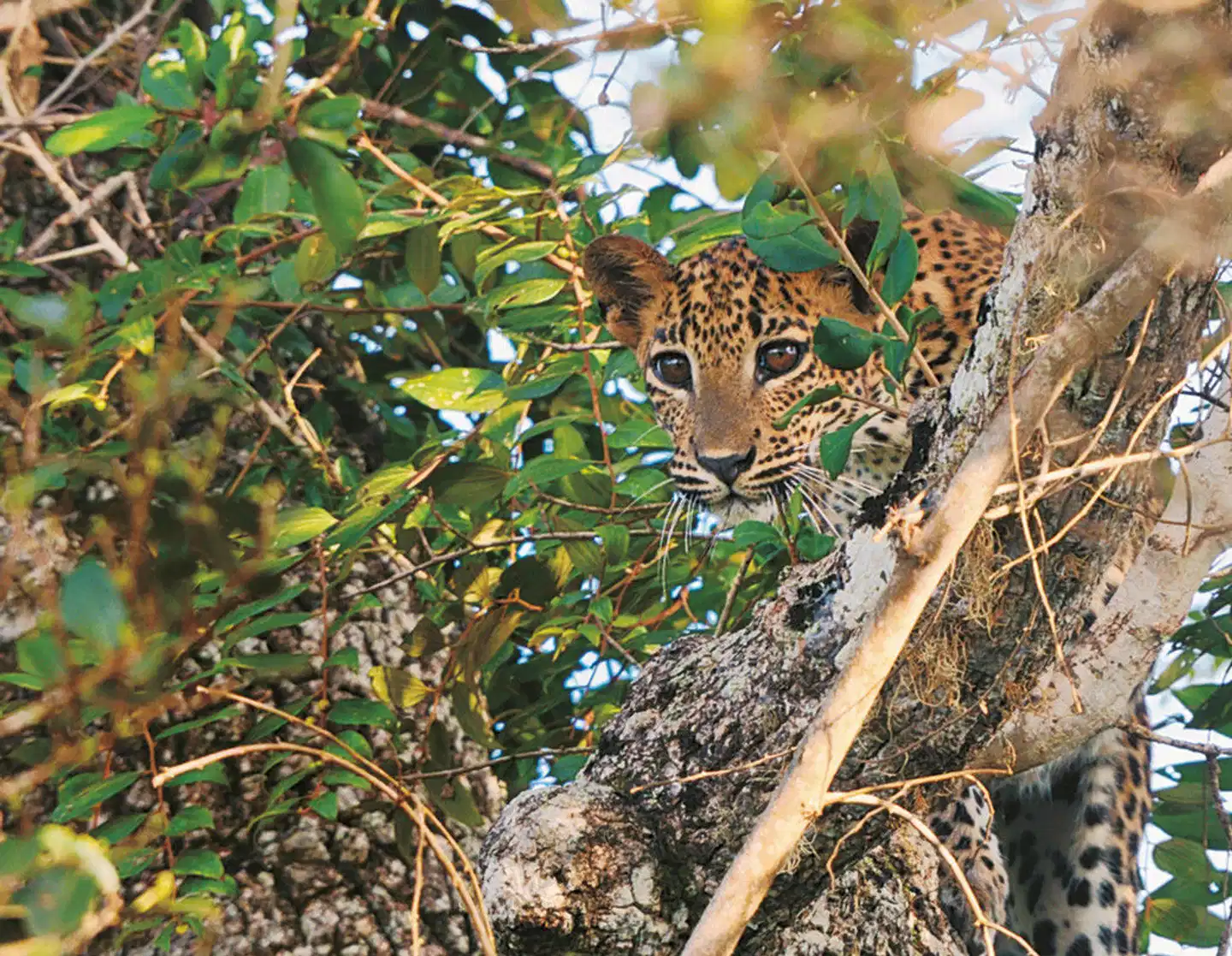 Wildlife Safari Tiere