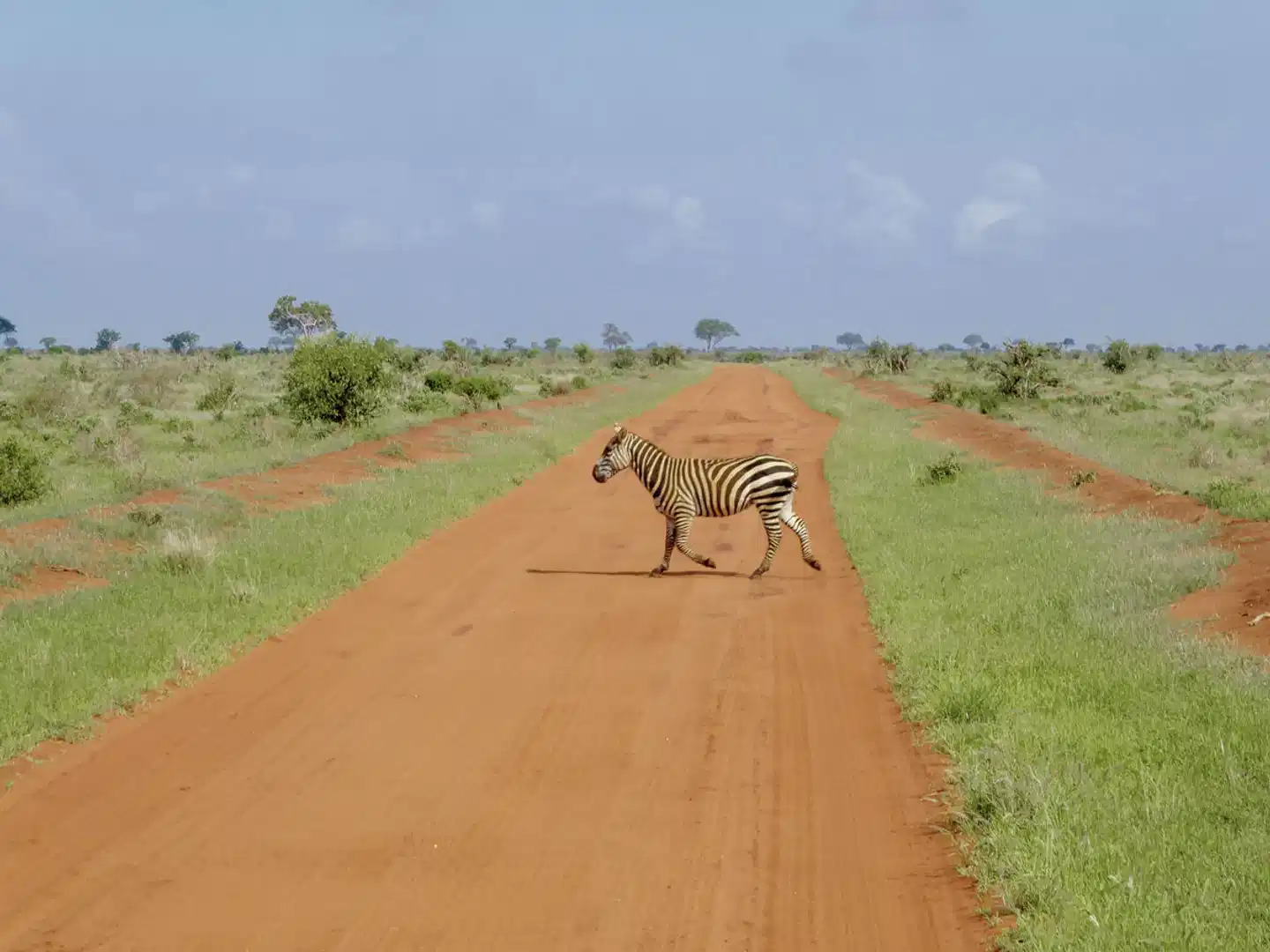 Königreich der Tiere Tiere