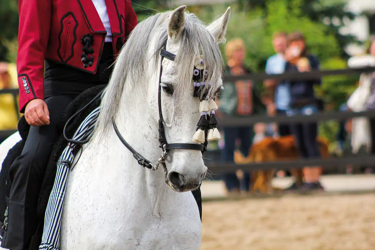 Das Beste von Andalusien (ab/bis Jerez) Tiere