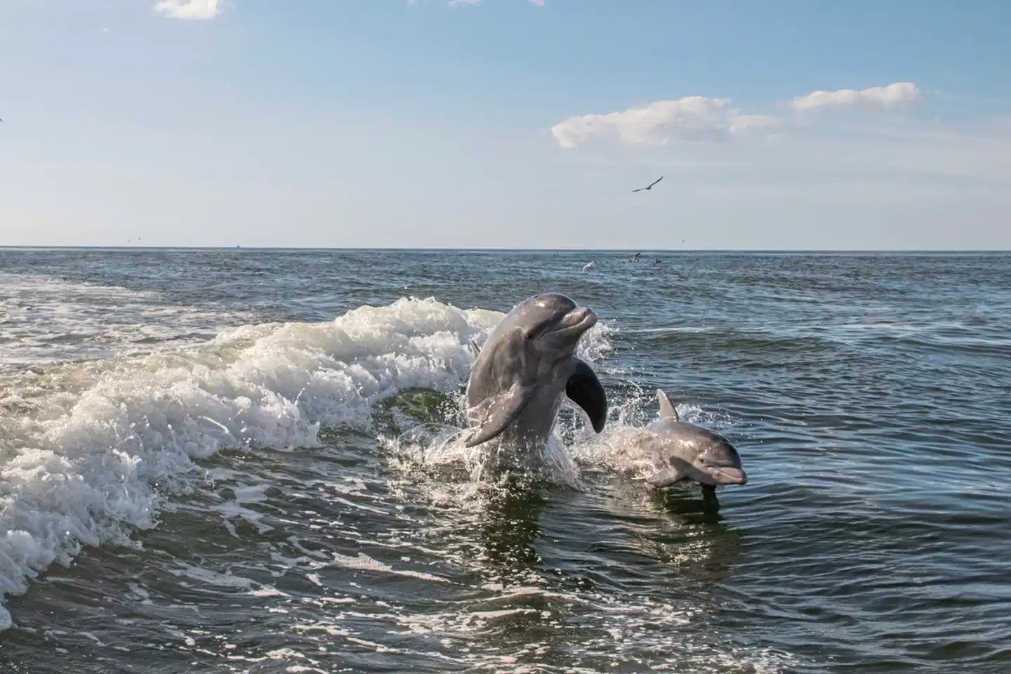 Florida Sunshine State Tiere