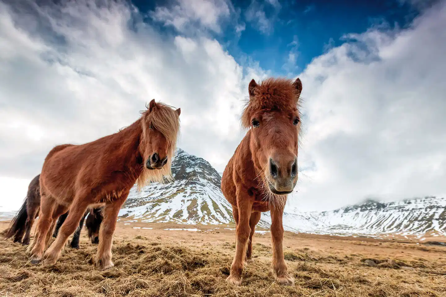 Familienspaß auf Farmen Tiere