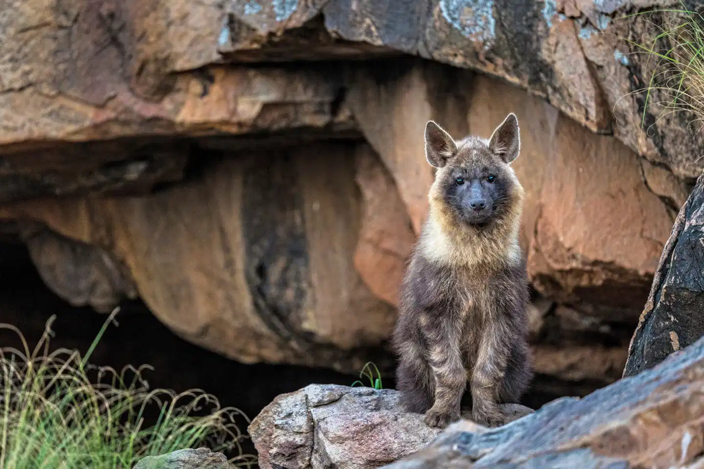 Tswalu Kalahari Reserve Tiere