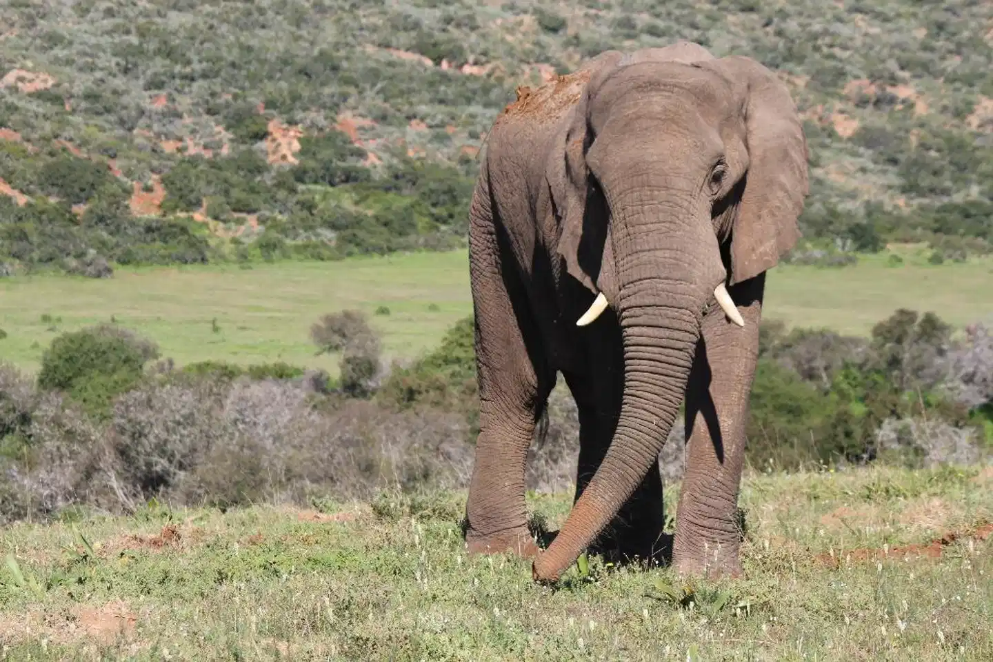 Amakhala Game Reserve - Safari Lodge Tiere