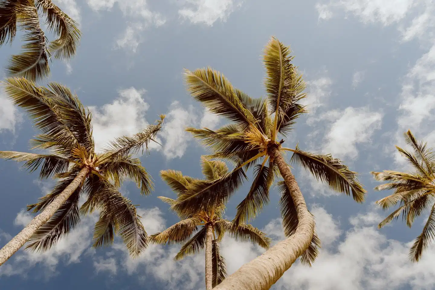 Banyan Harbor Landschaft