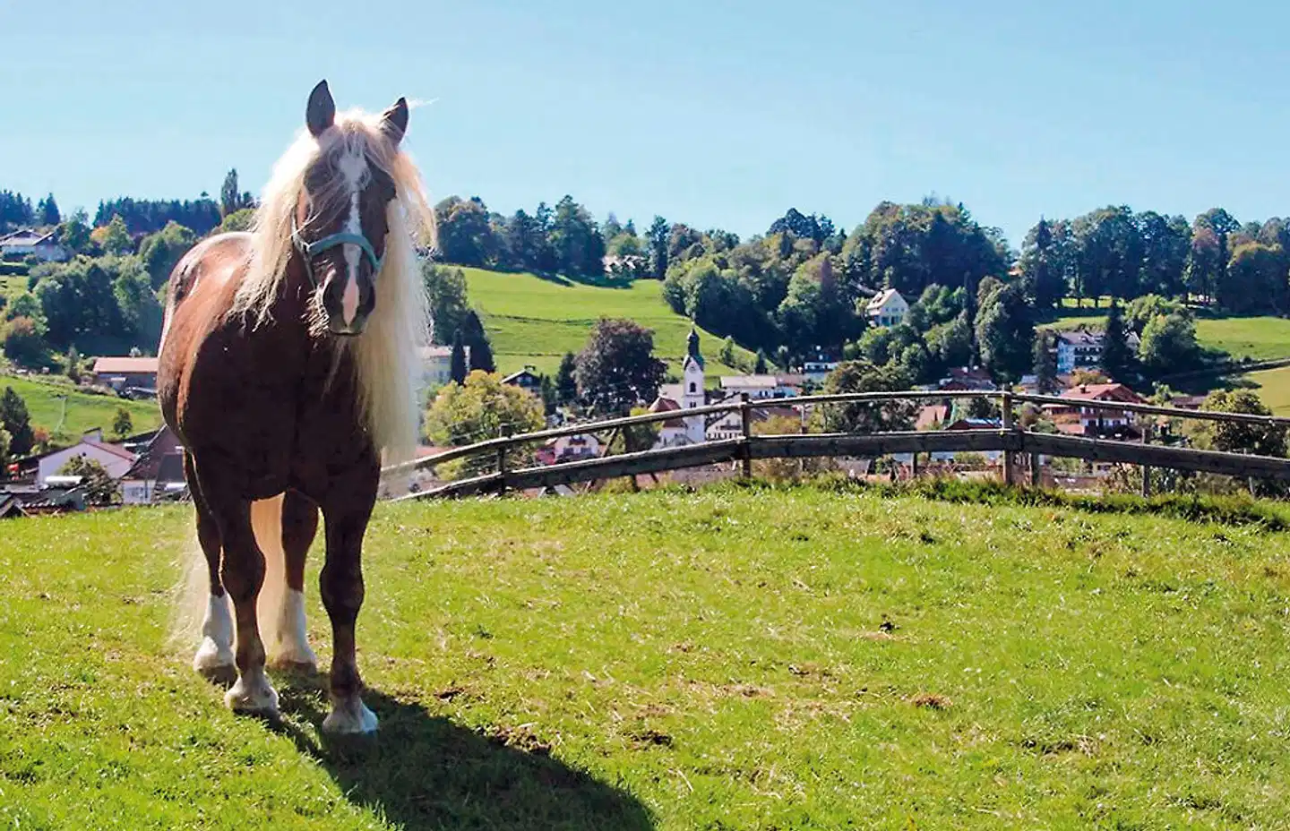 Gästehaus Kohlerhof Tiere