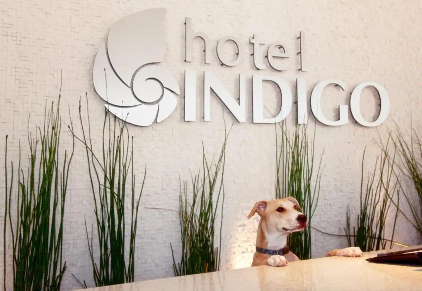 Hotel Indigo San Diego - Gaslamp Quarter Tiere