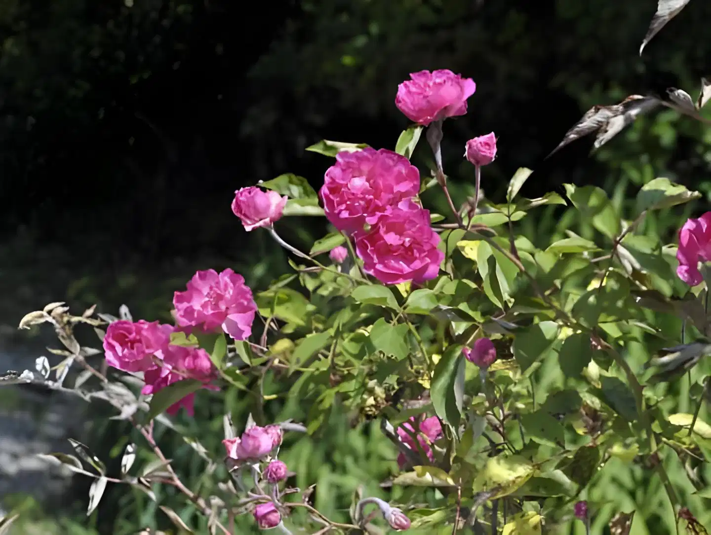 EuroParcs Wörthersee Landschaft
