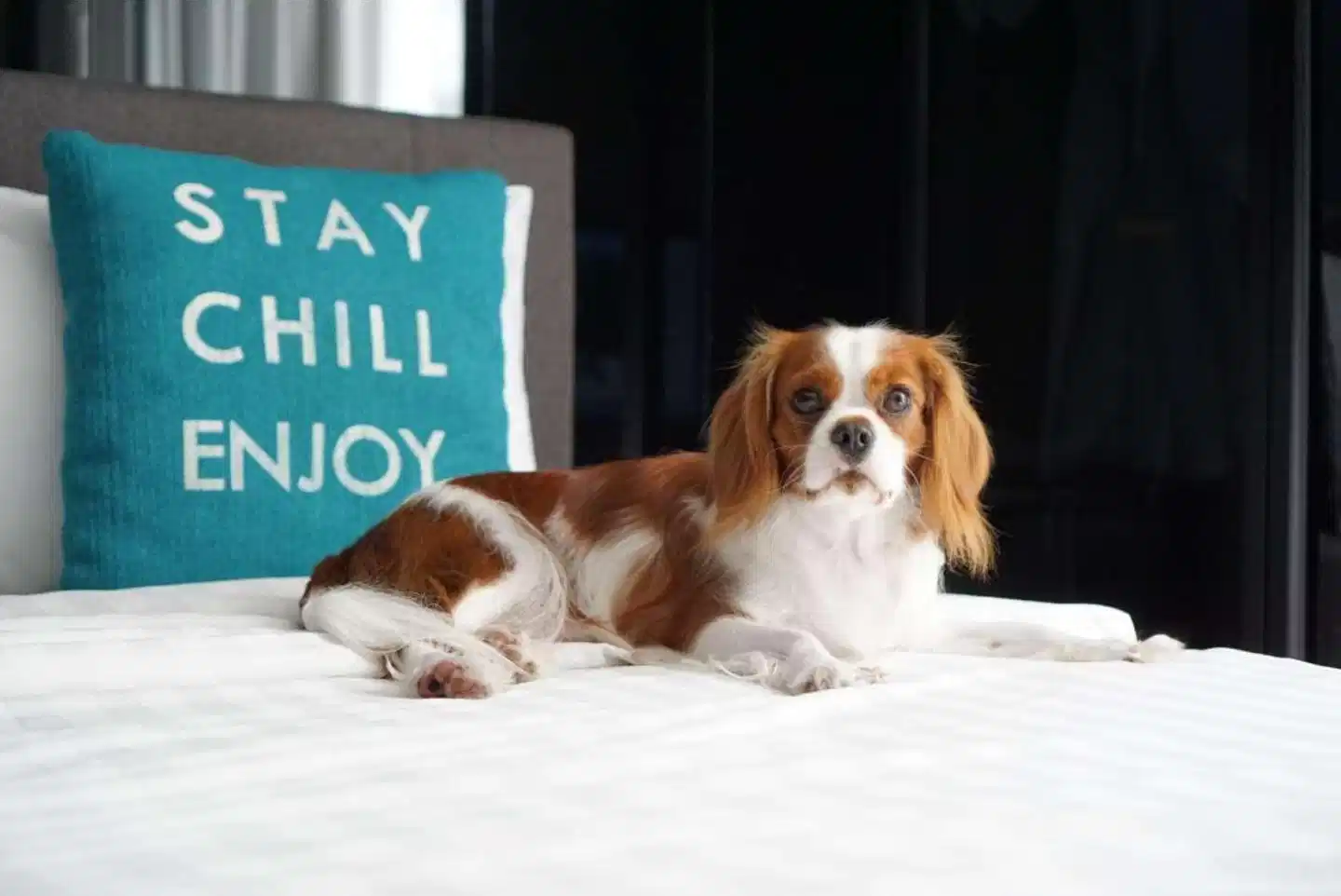 Cross Vibe Pattaya Seaphere Tiere