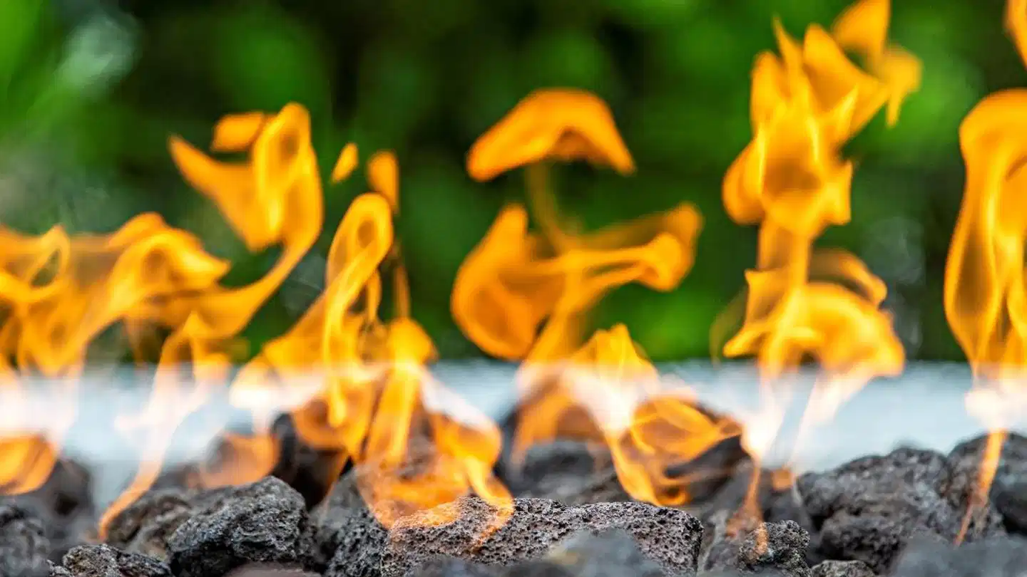 Staybridge Suites Naples Marco Island Tiere