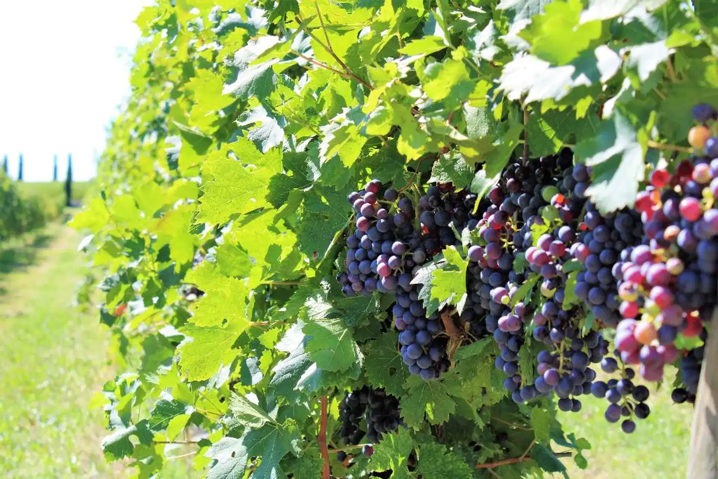 Borgo Romantico Relais Landschaft