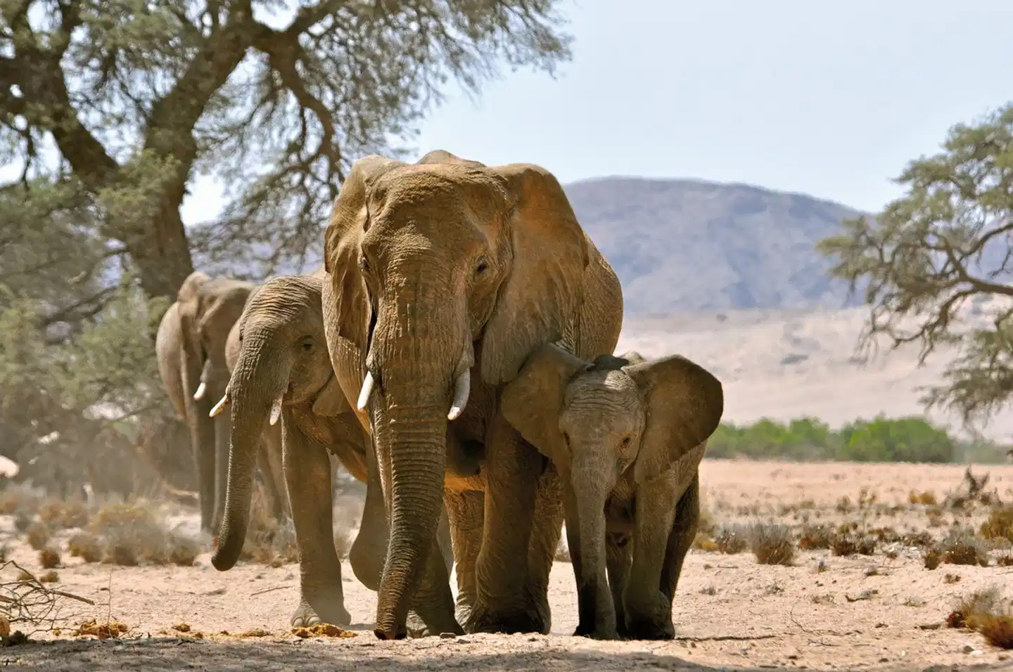 Twyfelfontein Adventure Camp Tiere