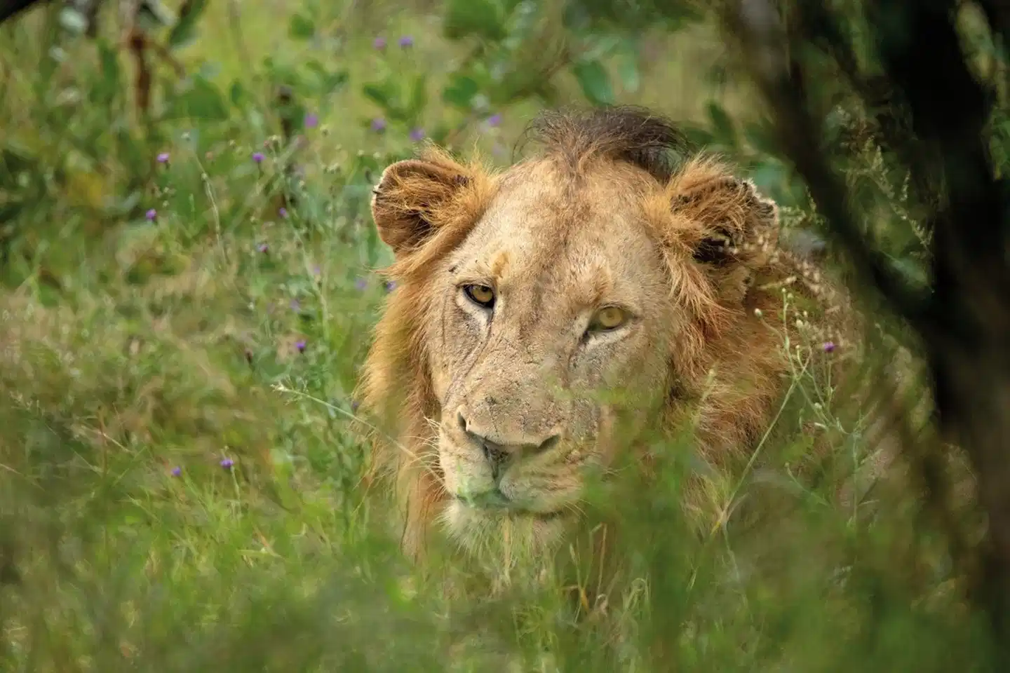 aha Skukuza Safari Lodge Tiere
