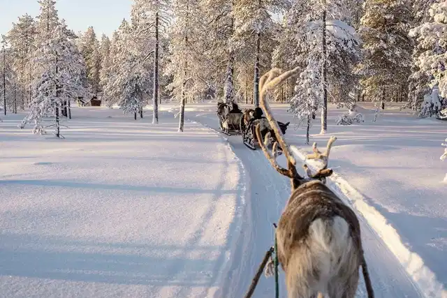 Winter-Faszination Finnland Tiere