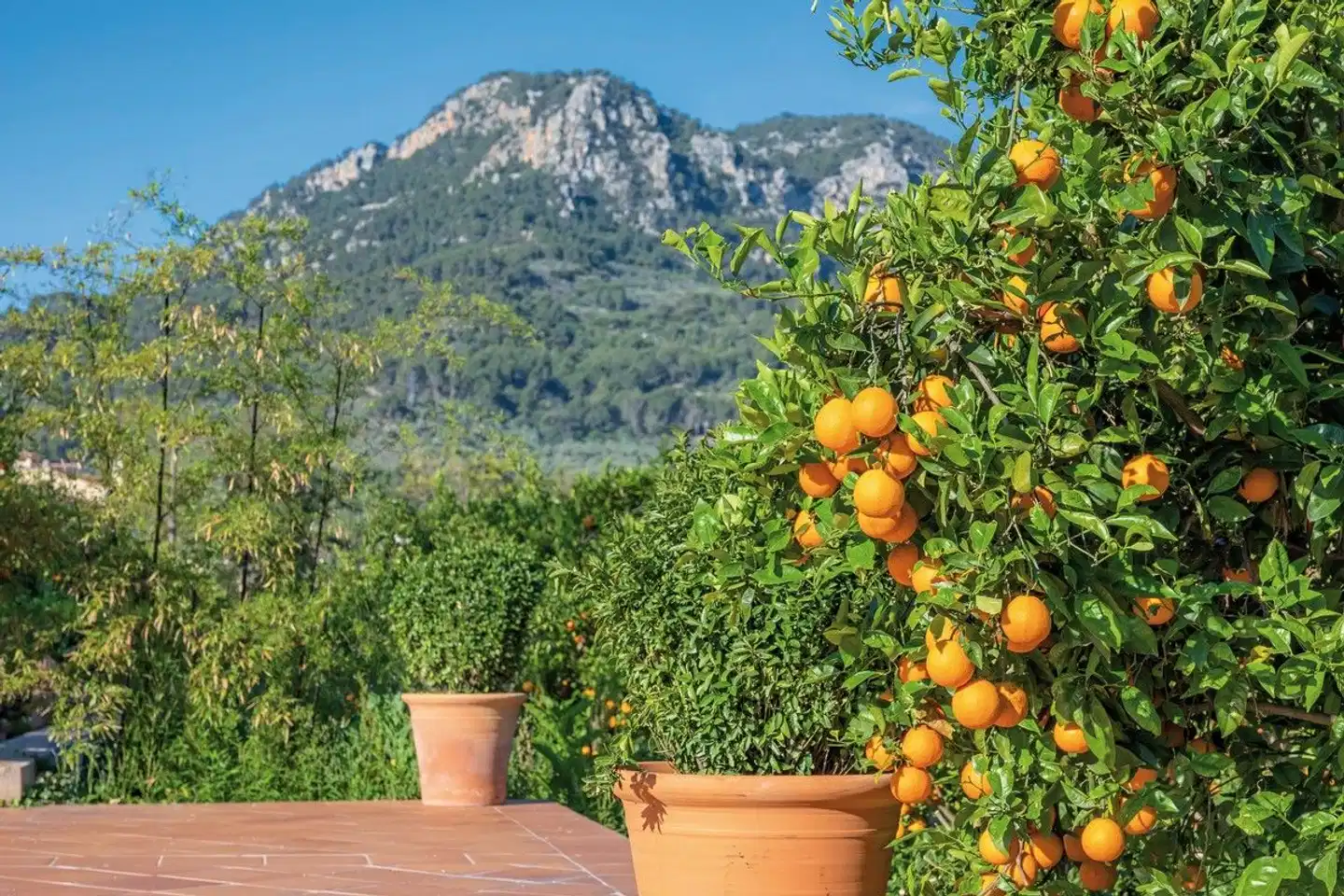 Finca Ca's Curial Landschaft