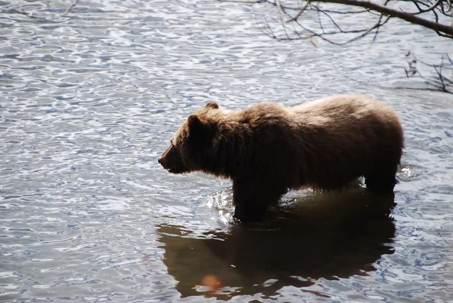 Terra Nostra Guest Ranch Tiere