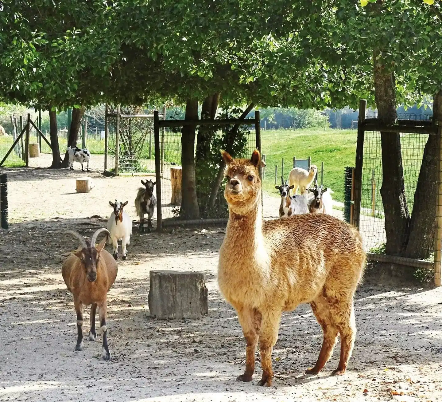 Campanile Val de France Tiere
