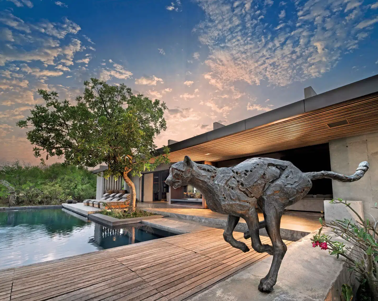 Cheetah Plains Tiere