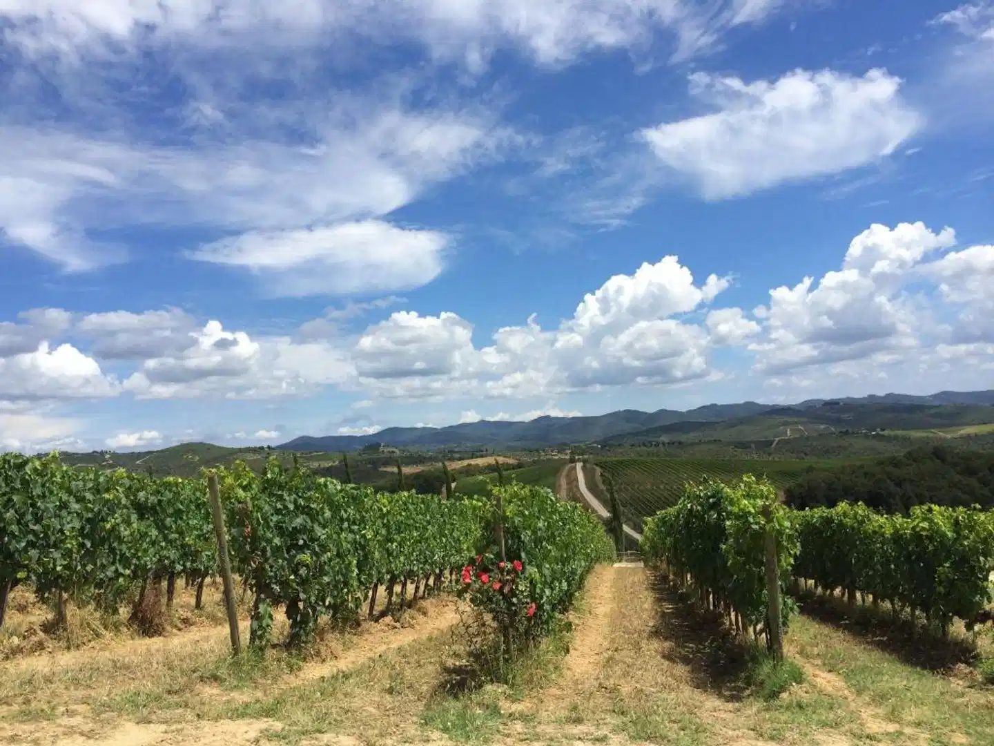 Villa Dievole Landschaft