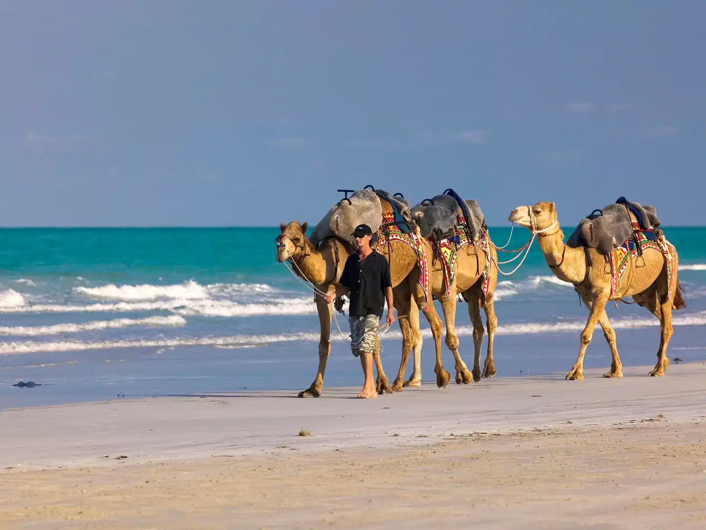Mantra Frangipani Broome Tiere