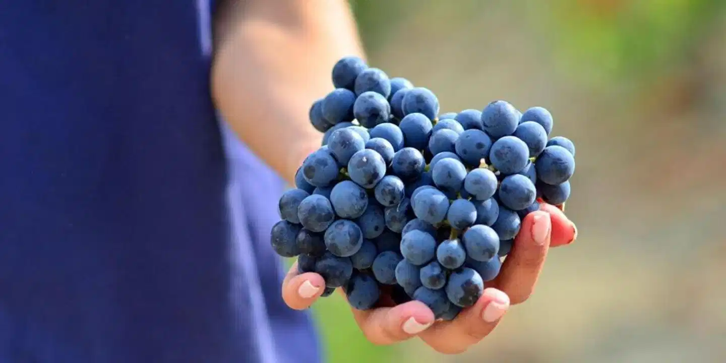 Borgo Condé Wine Resort Sport und Entertainment