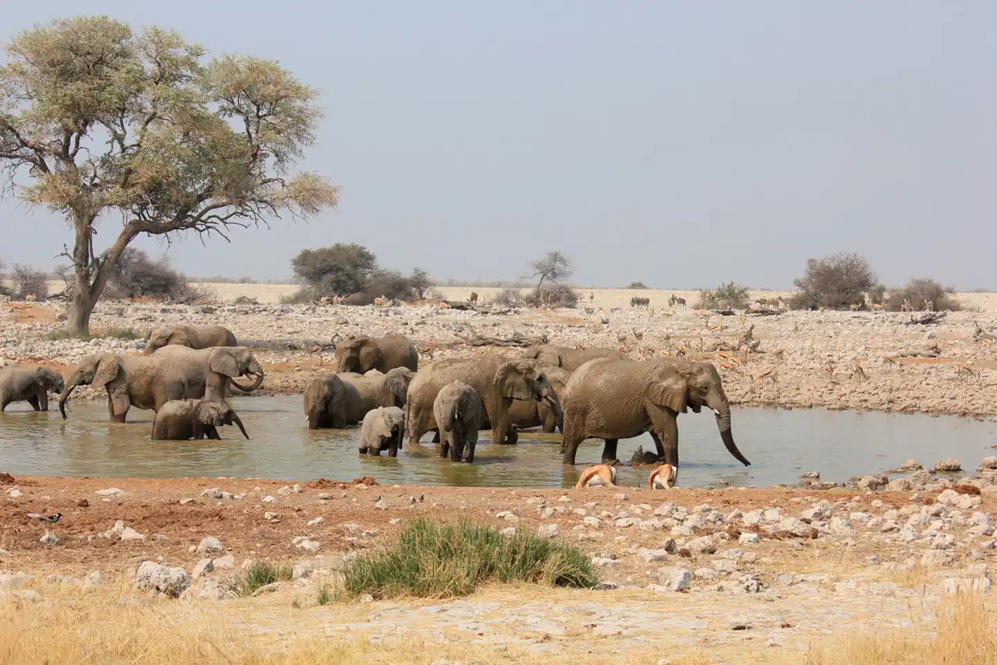 Etosha Oberland Lodge Tiere