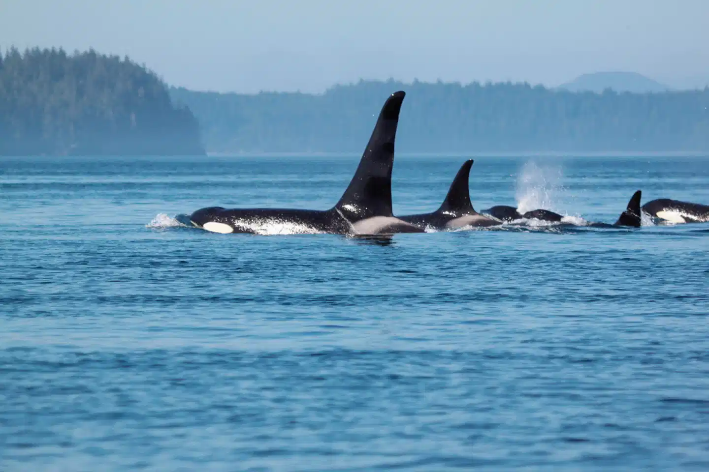 Berry Island Wilderness Lodge Tiere