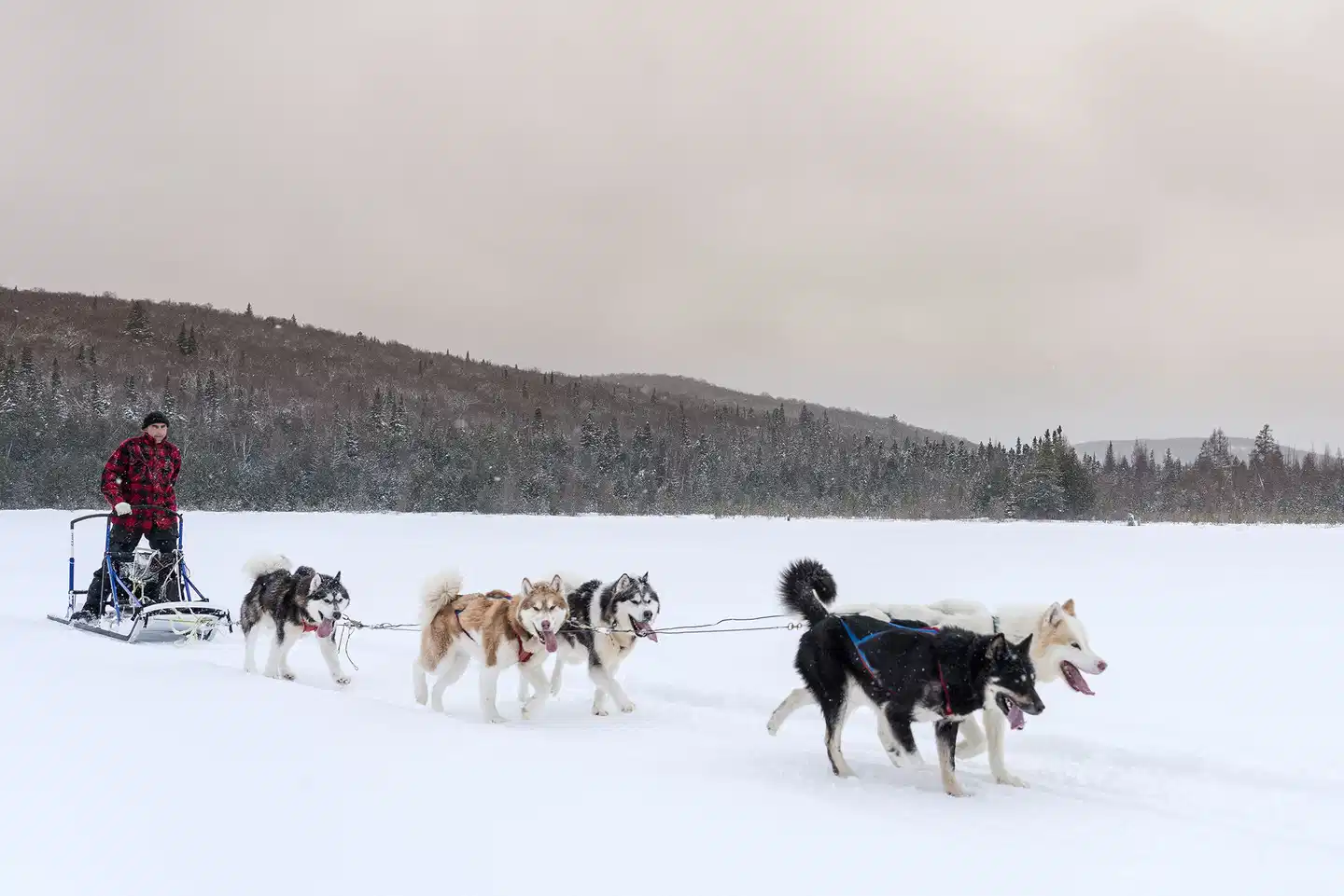 POURVOIRIE MEKOOS Tiere