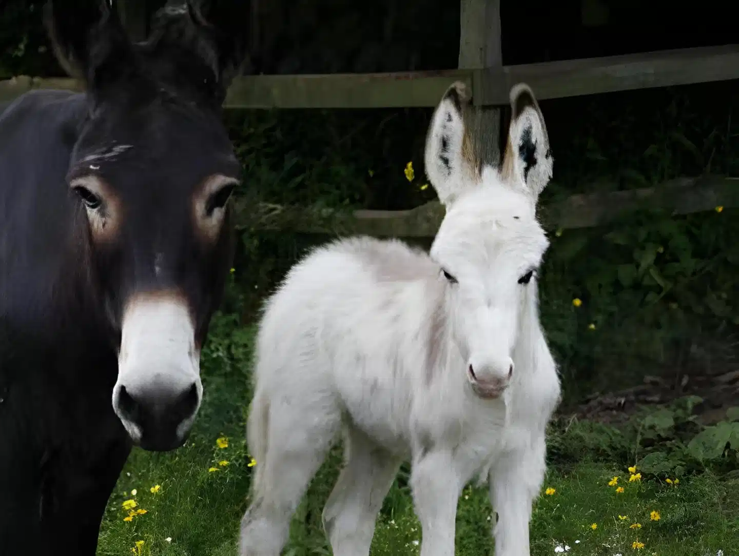 Barnabrow Country House Tiere