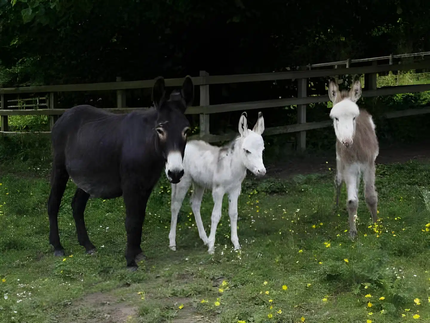 Barnabrow Country House Tiere