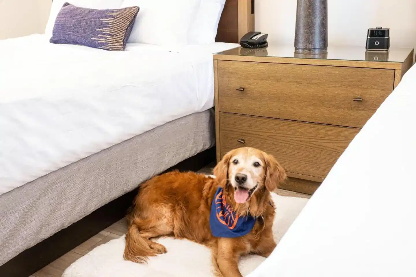 Sky Rock Inn of Sedona Tiere