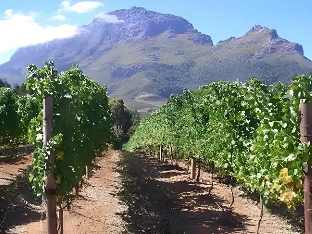 Zorgvliet Wines Country Lodge Landschaft