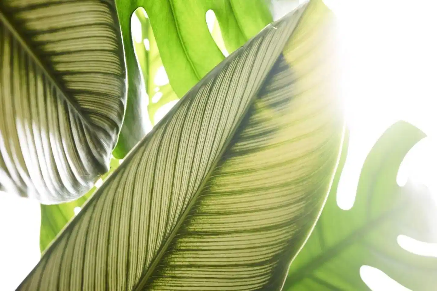 Marriott Plaza San Antonio Landschaft