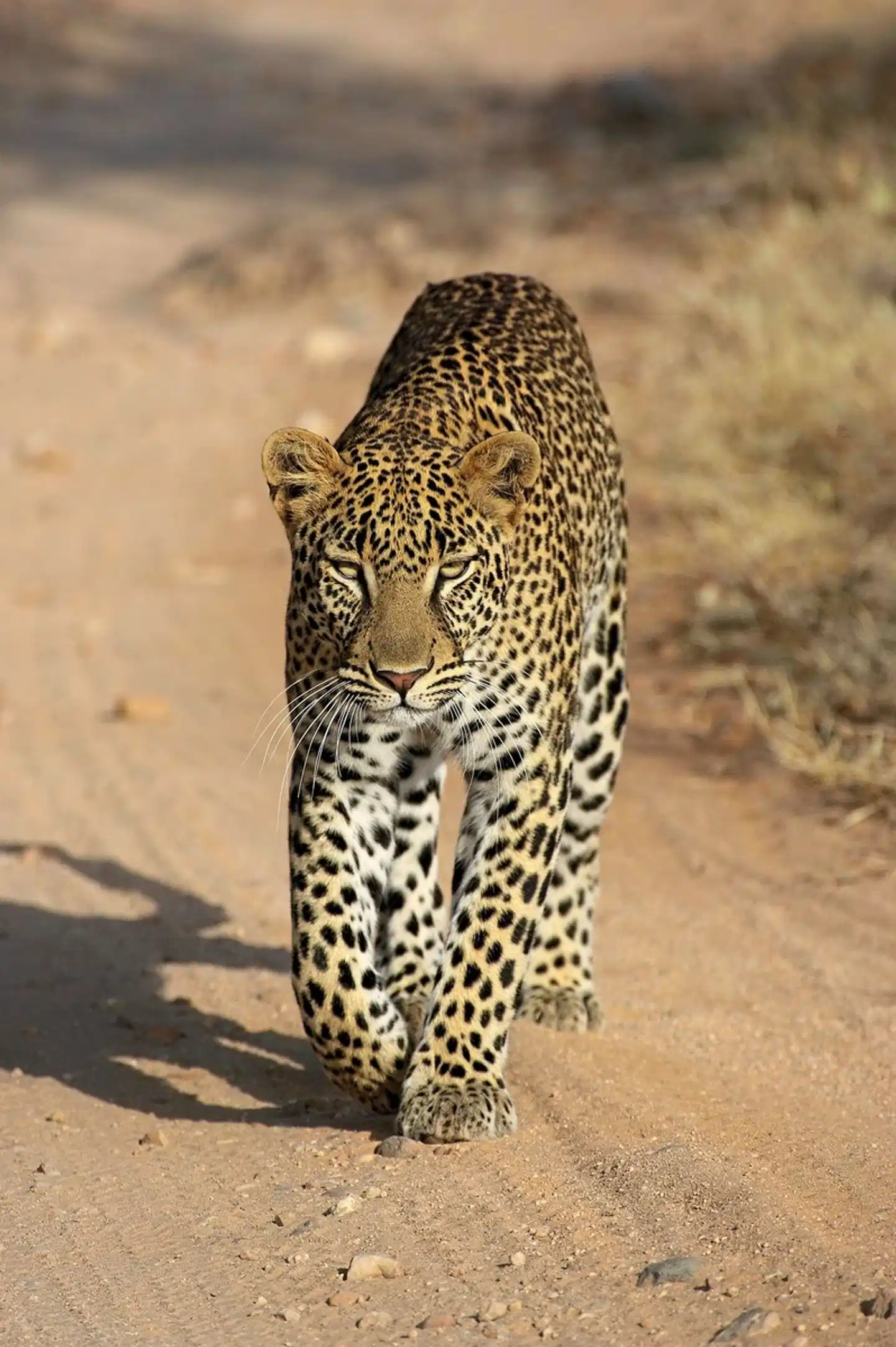 Masai Mara Fly-In Safari Premium ab/bis Mombasa Tiere
